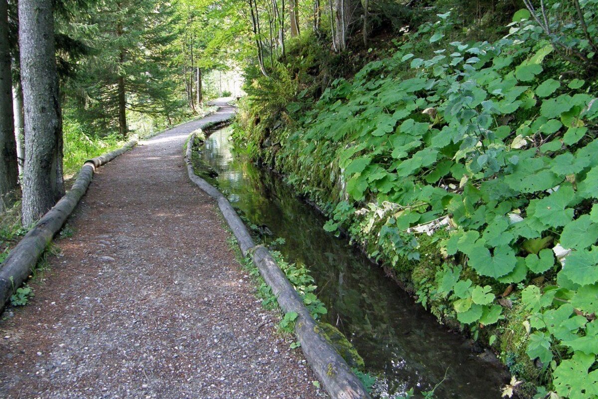 A path in the woods with a stream running through it