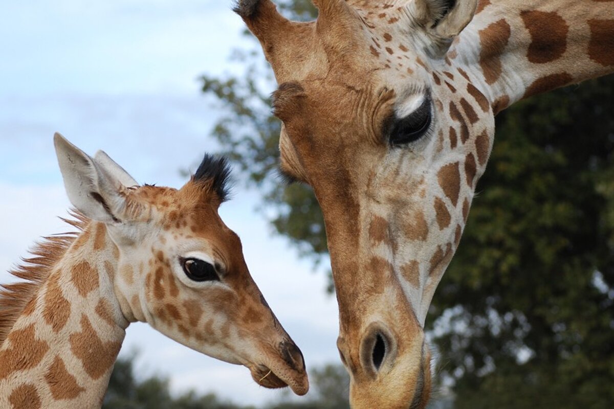 Zoo de la Barben, Salon de Provence