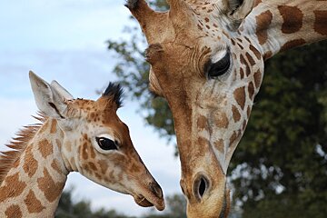 Zoo de la Barben, Salon de Provence