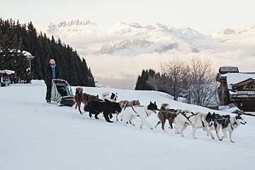 A man pulls a sled full of dogs in the snow
