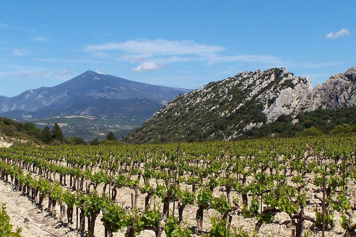 Wine tour of Ventoux by electric bike