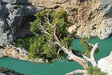 A tree on a cliff overlooking a river
