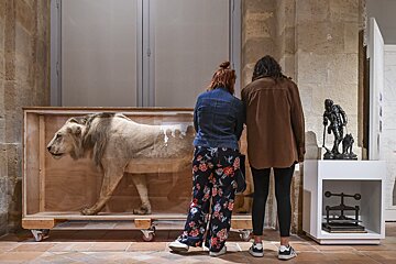 Two people observe a taxidermied lion in a glass-fronted wooden crate, alongside other exhibits in a museum setting.