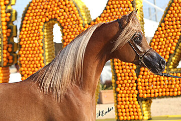 an arabian horse in front of a lemon sculpture