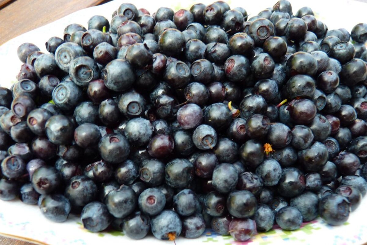 Bilberries - Myrtilles