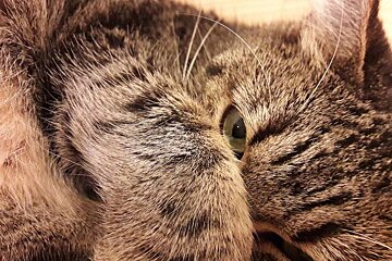 Cat Cafe opens in Avignon