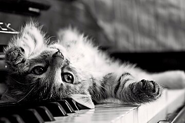 Cat Cafe opens in Avignon
