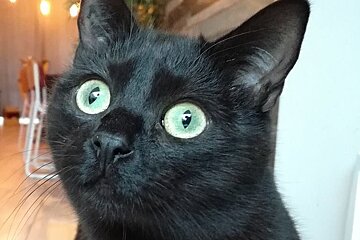 Cat Cafe opens in Avignon