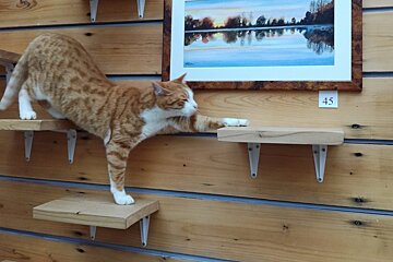 Cat Cafe opens in Avignon