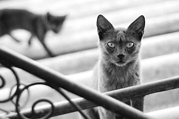 Cat Cafe opens in Avignon