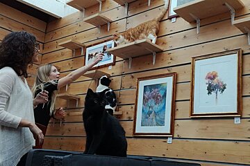 Cat Cafe opens in Avignon