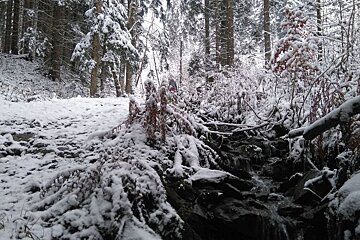 A hiker on a trail in Chamonix in a snowy forest