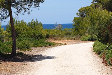 a walking trail with the sea in the background