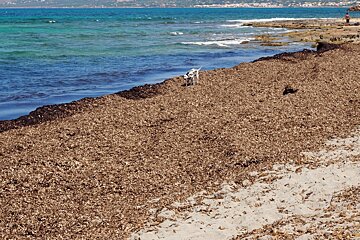 seagrass piled up on the shore in mallorca