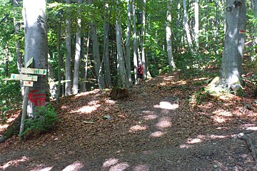 A hiker in a forest