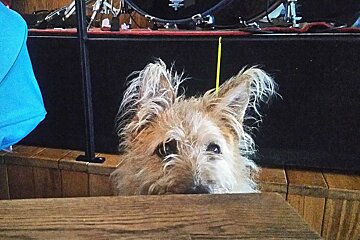 A dog in a restaurant