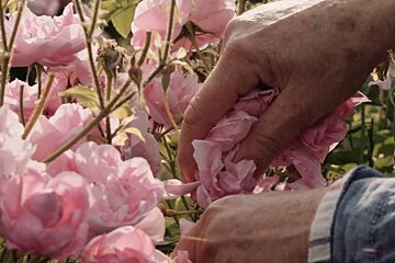 flower picking in grasse