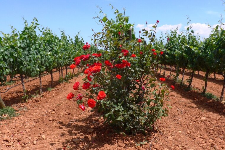 roses at a vineyard bodegas angel in mallorca
