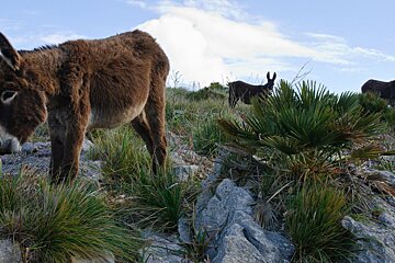 Llevant Peninsula Nature Reserve, Mallorca