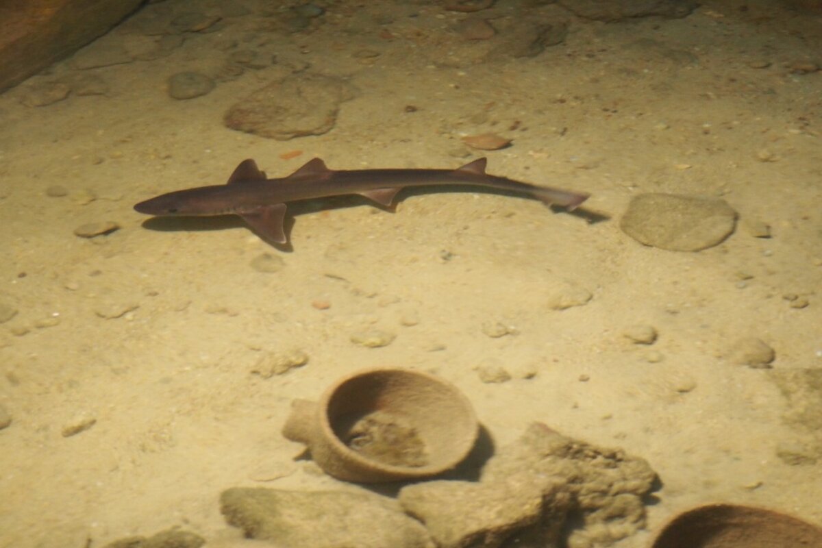 a shark in cap blanc aquarium san antonio