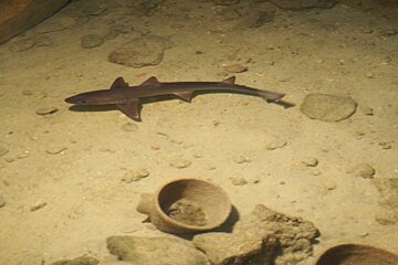 a shark in cap blanc aquarium san antonio