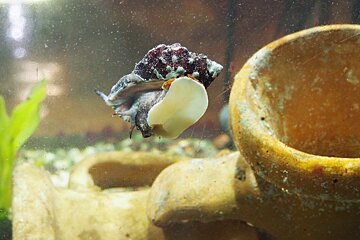 a marine animal in the water at the cap blanc aquarium