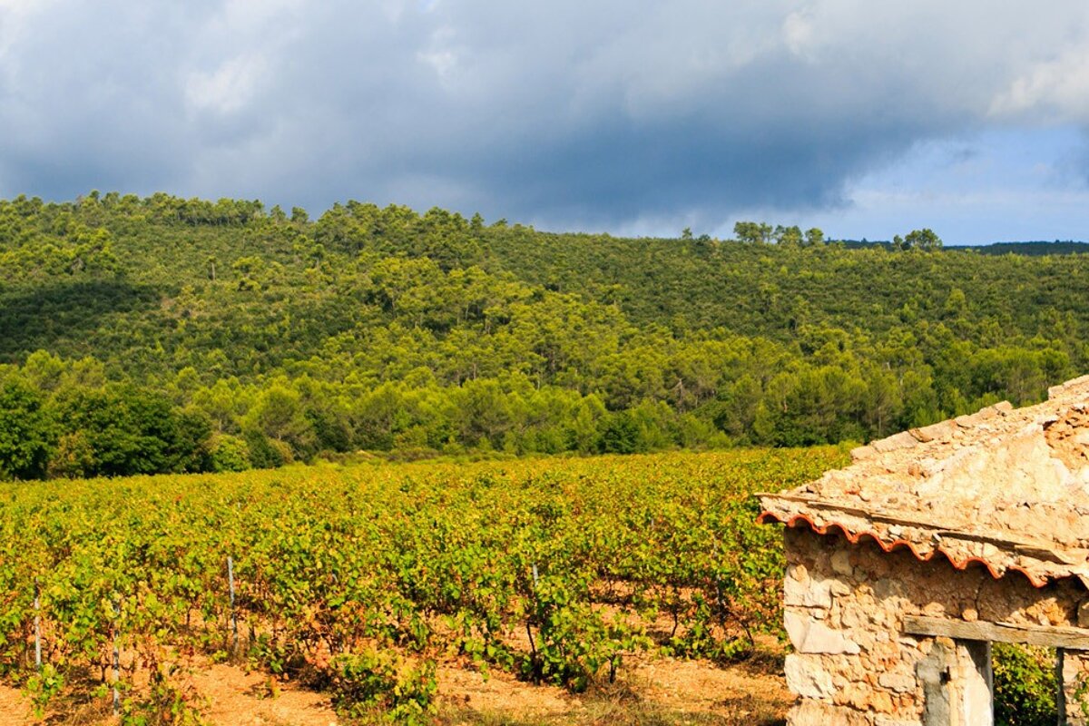 Domaine de Garbelle Vineyard, Brignoles