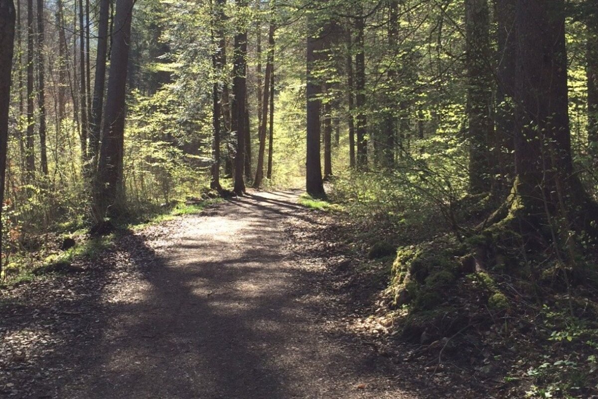 a trail through the woods near Morzine