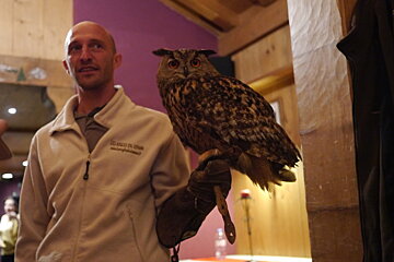 bird of prey show