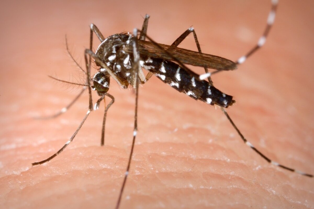a tiger mosquito in france