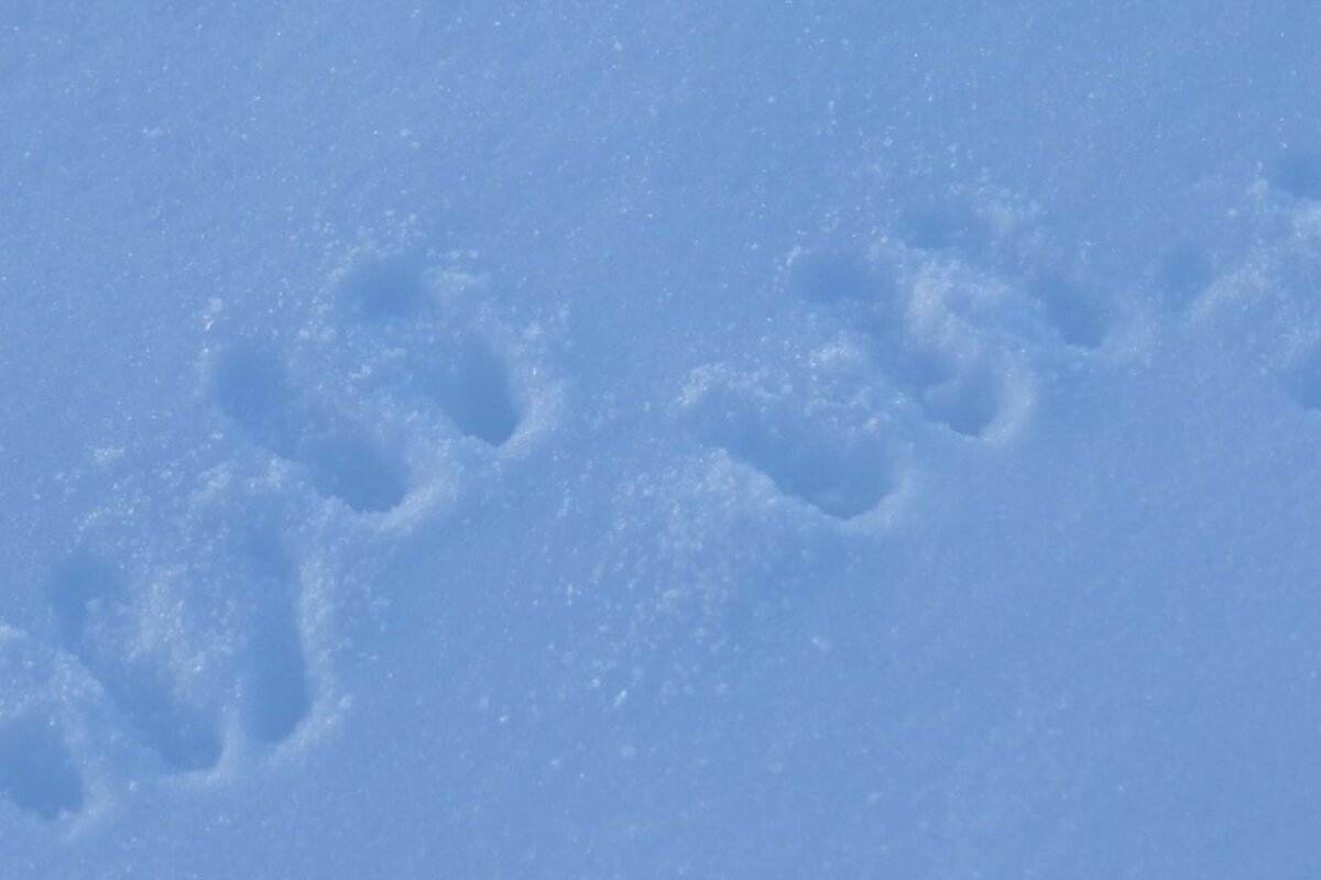 deer tracks