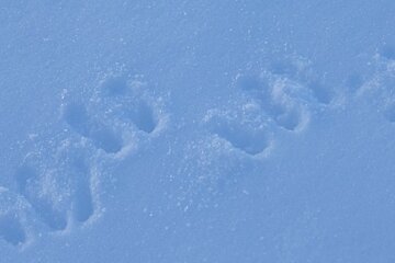 deer tracks