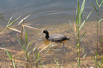 a moorhen swimming in a lake