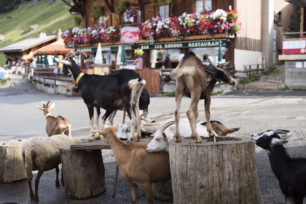 T'chapa Restaurant, Montriond