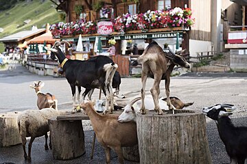 T'chapa Restaurant, Montriond