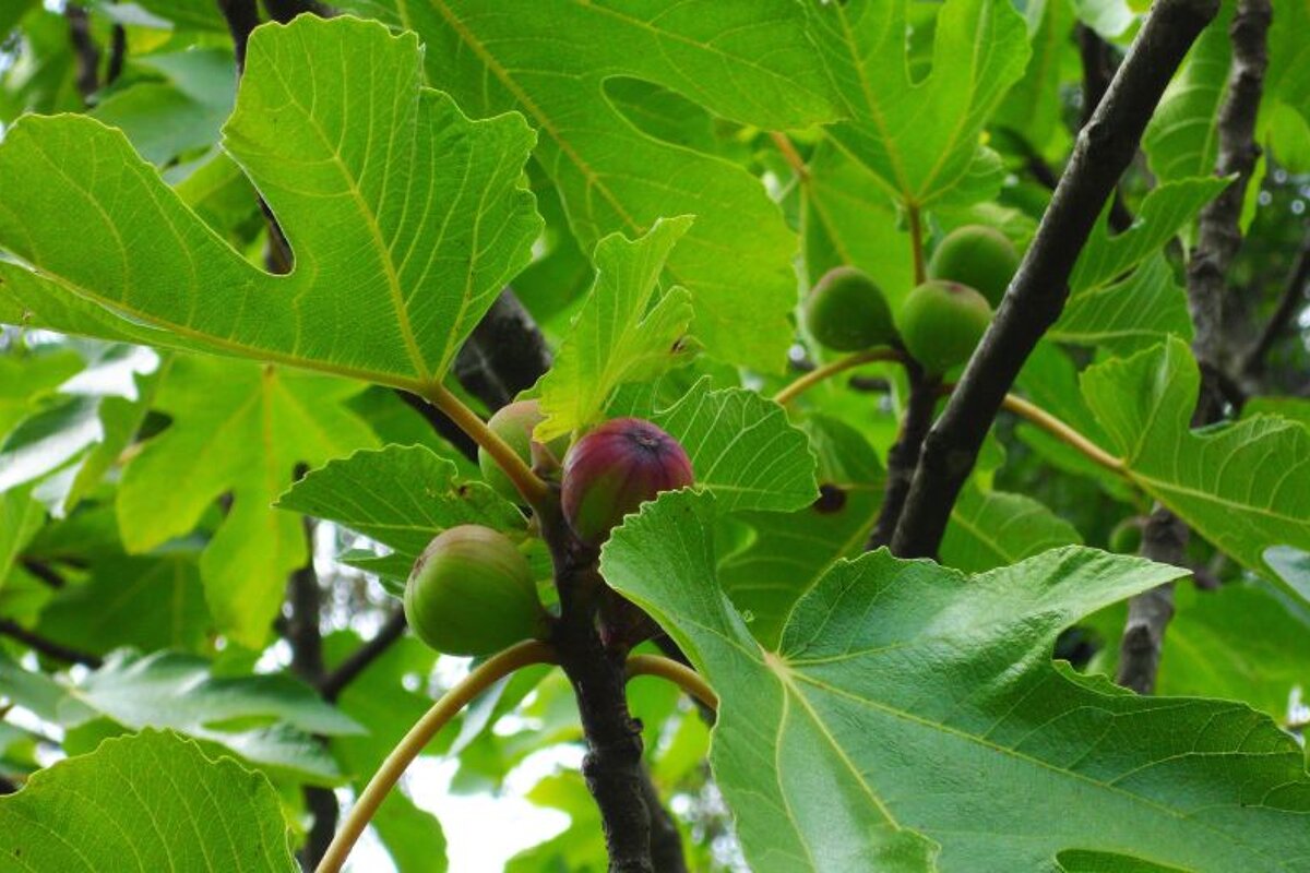 Sentier de La Brague Walk walking