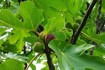 Sentier de La Brague Walk walking
