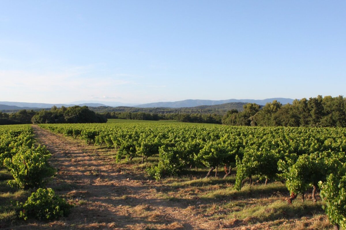 Chateau Barbebelle Vineyard, Le Puy Ste Reparade