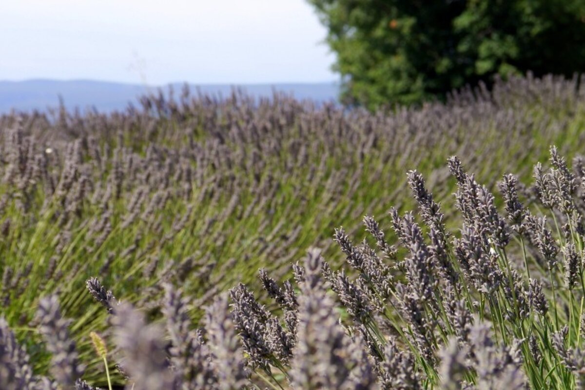 Lavender Crops