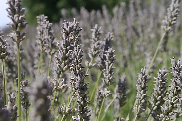 Lavender Crops