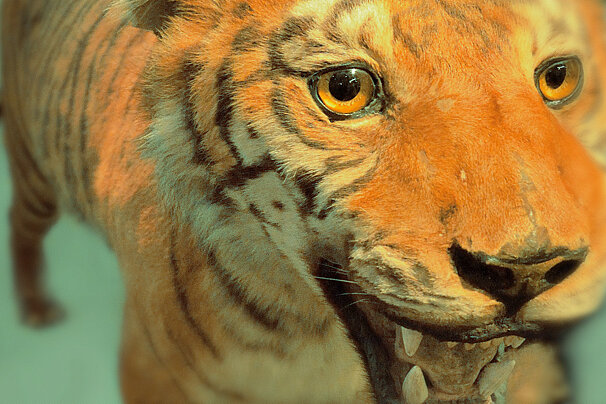 Requien Museum of natural history, Avignon