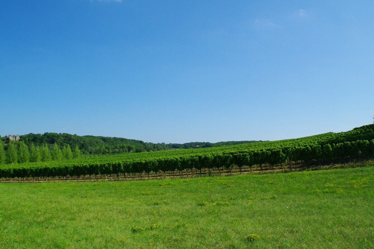 A lush green field with a blue sky in the background