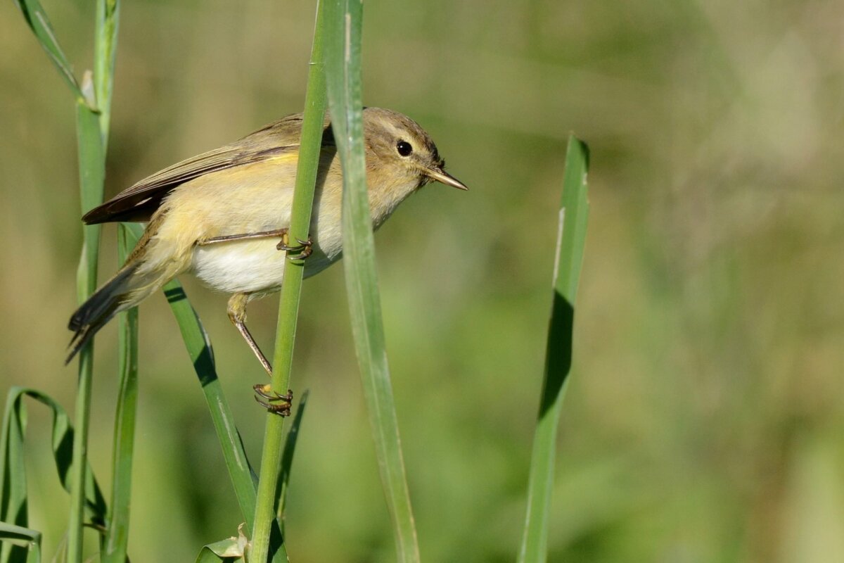 A small bird perched on a tall green plant