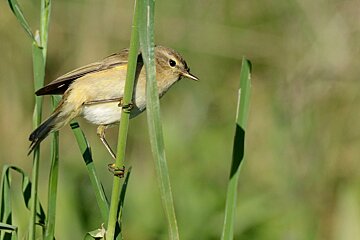 A small bird perched on a tall green plant
