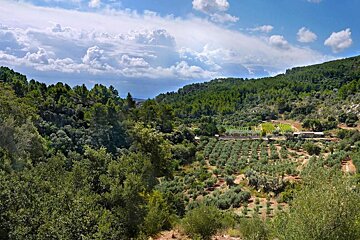 Es Verger Vineyard, Esporles