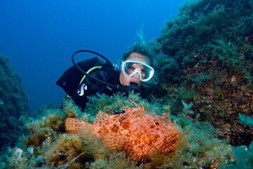 Diver approaching a scorpion fish, mallorca