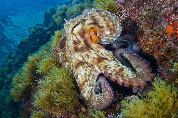 An octopus on the move - Zoea Diving school mallorca