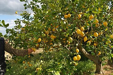 Protection for Soller oranges