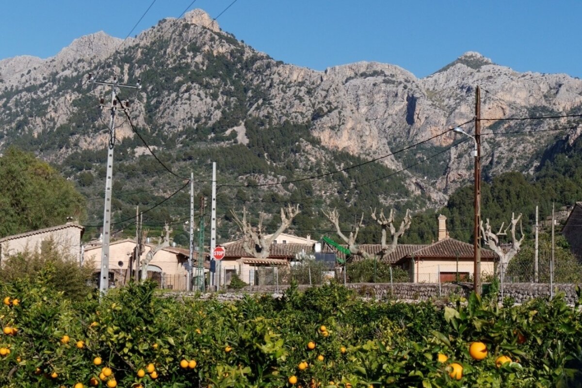 Protection for Soller oranges