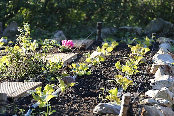 Vegetable garden at Es Ginebro